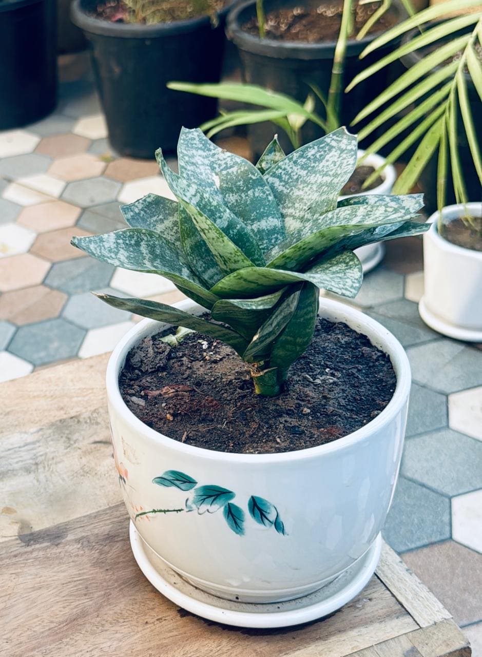 Snake Green Yellow Plant