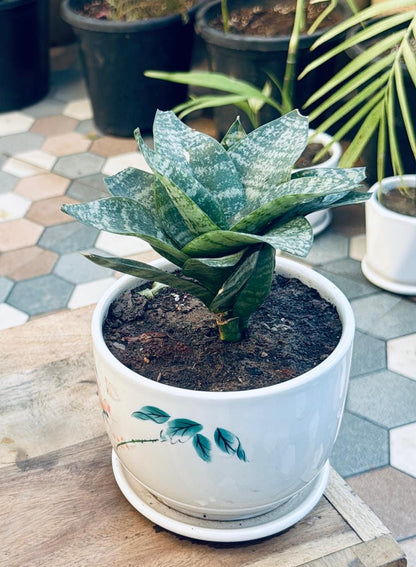 Snake Green Yellow Plant