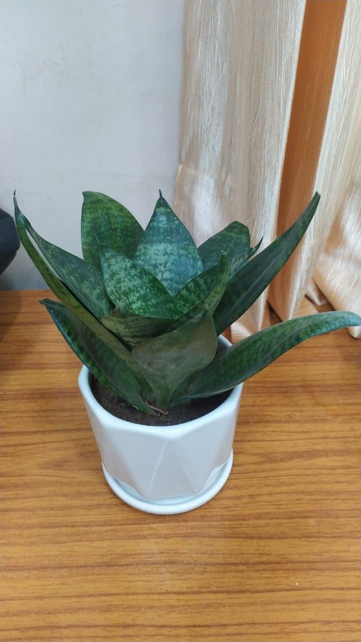 Snake Green Yellow Plant