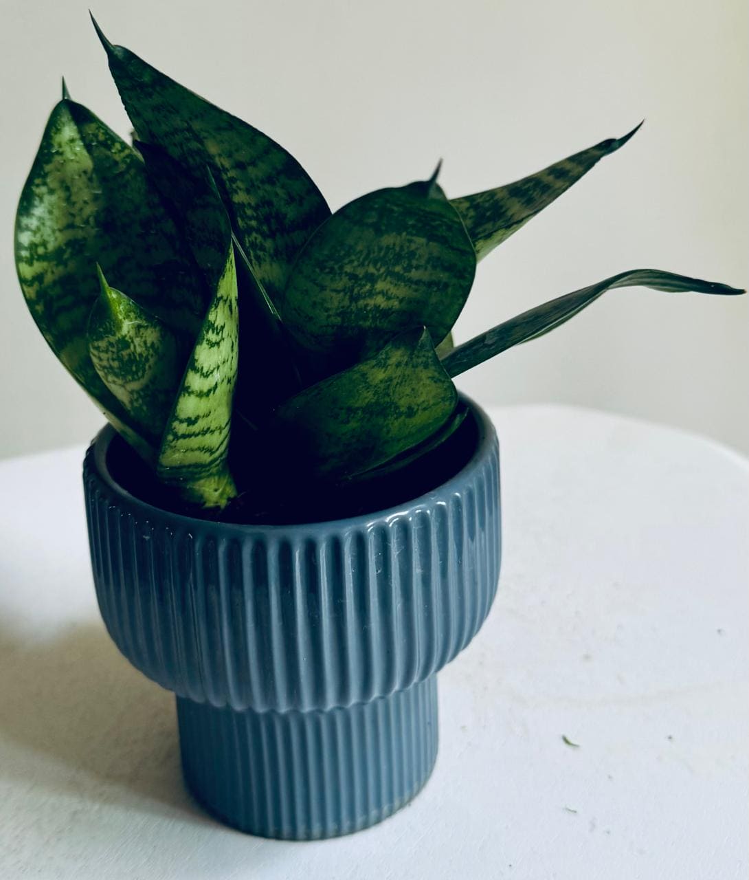 Snake Green Yellow Plant