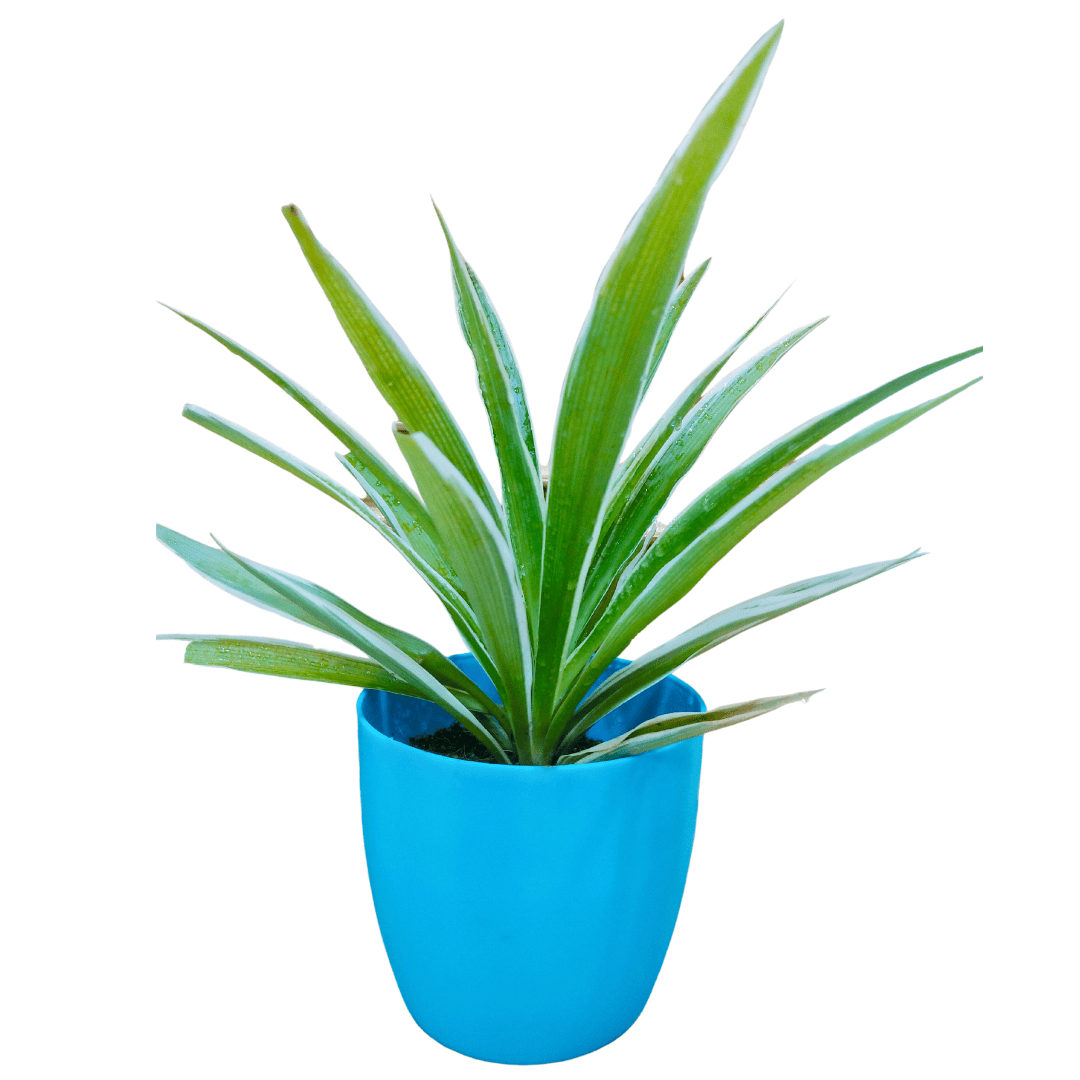 Spider Plant (Chlorophytum Comosum)