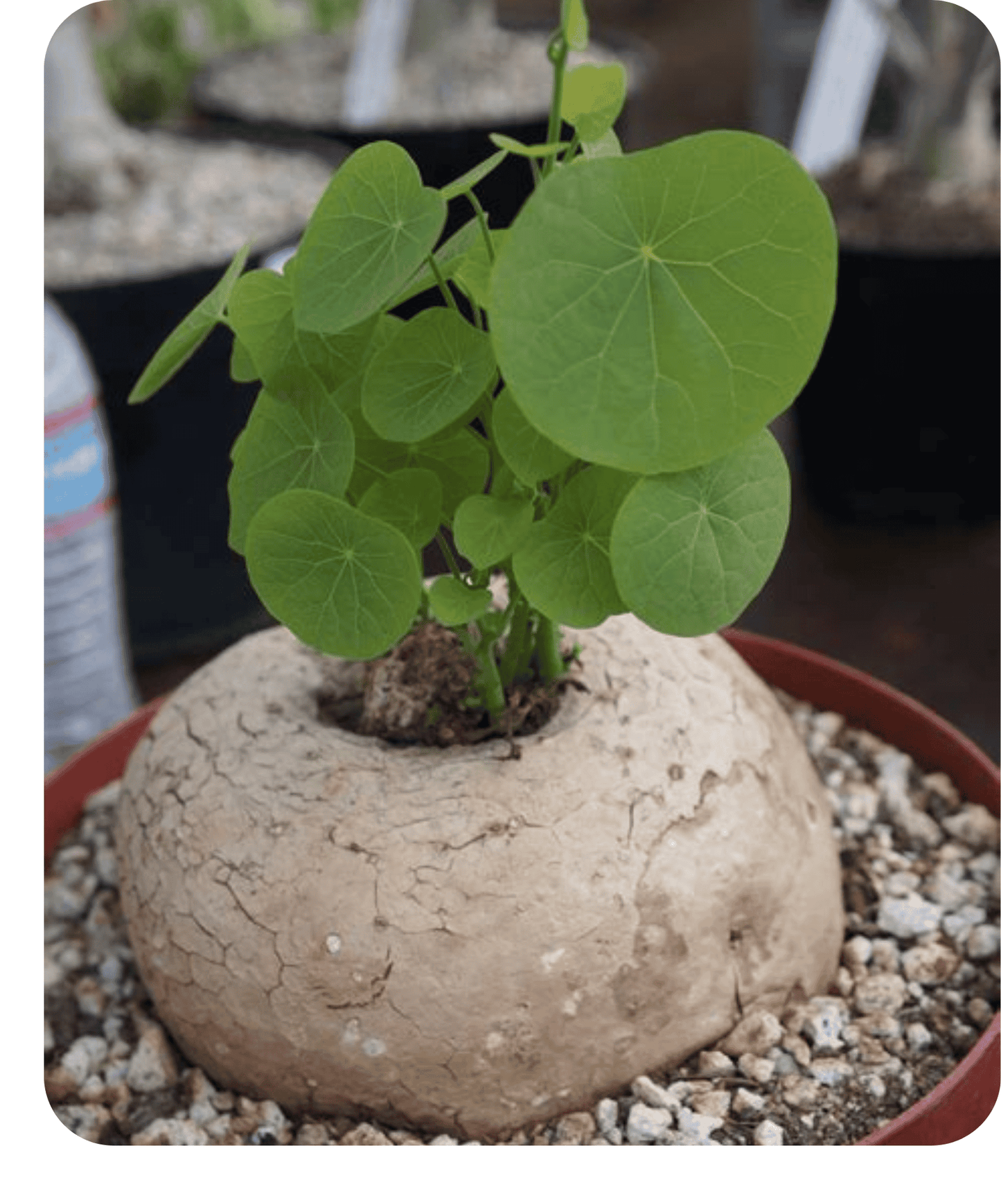 Stephania Rotunda Caudiformous Vine