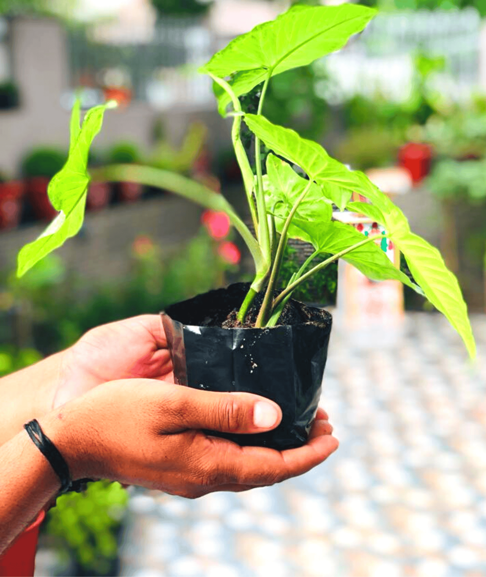 Leafy Syngonium – Plant Syngonium Green, Island Variegated