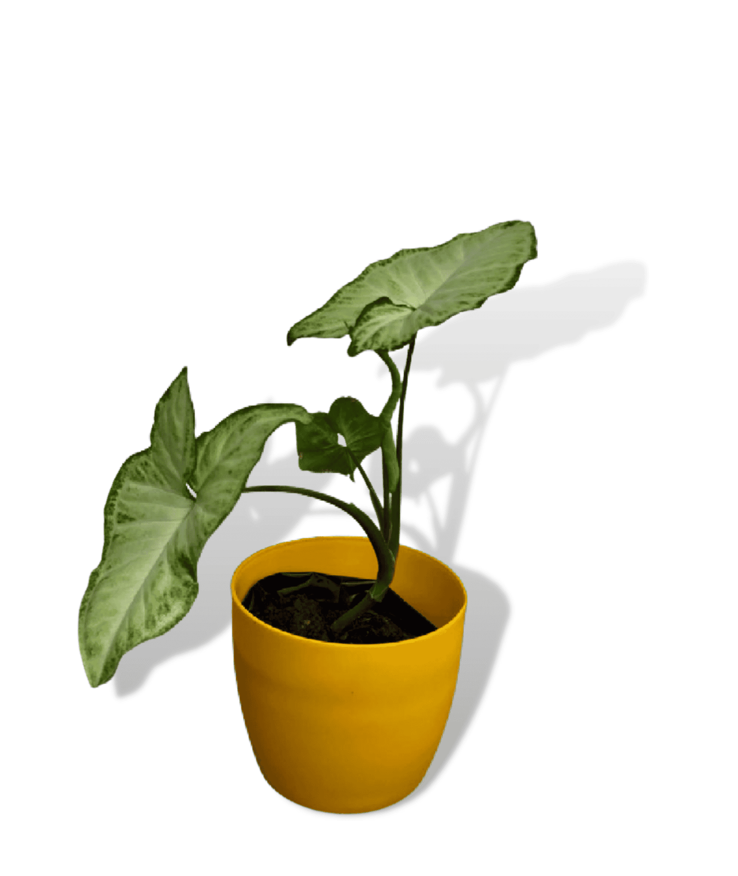 Syngonium Green, Syngonium Variegated Plant