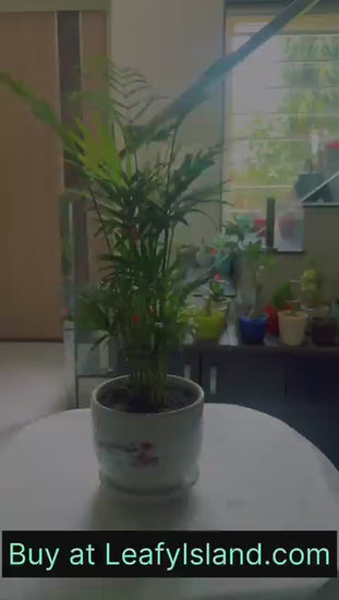 updated#gid://shopify/Video/35332775837949#video_id