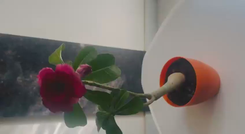updated#gid://shopify/Video/35112024375549#video_id