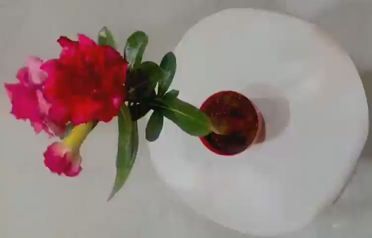 updated#gid://shopify/Video/35081658990845#video_id