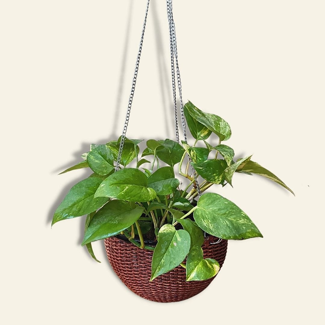 Fiber Hanging Woven Basket Planter - Wooden Finish - Premium Set 1/2/3