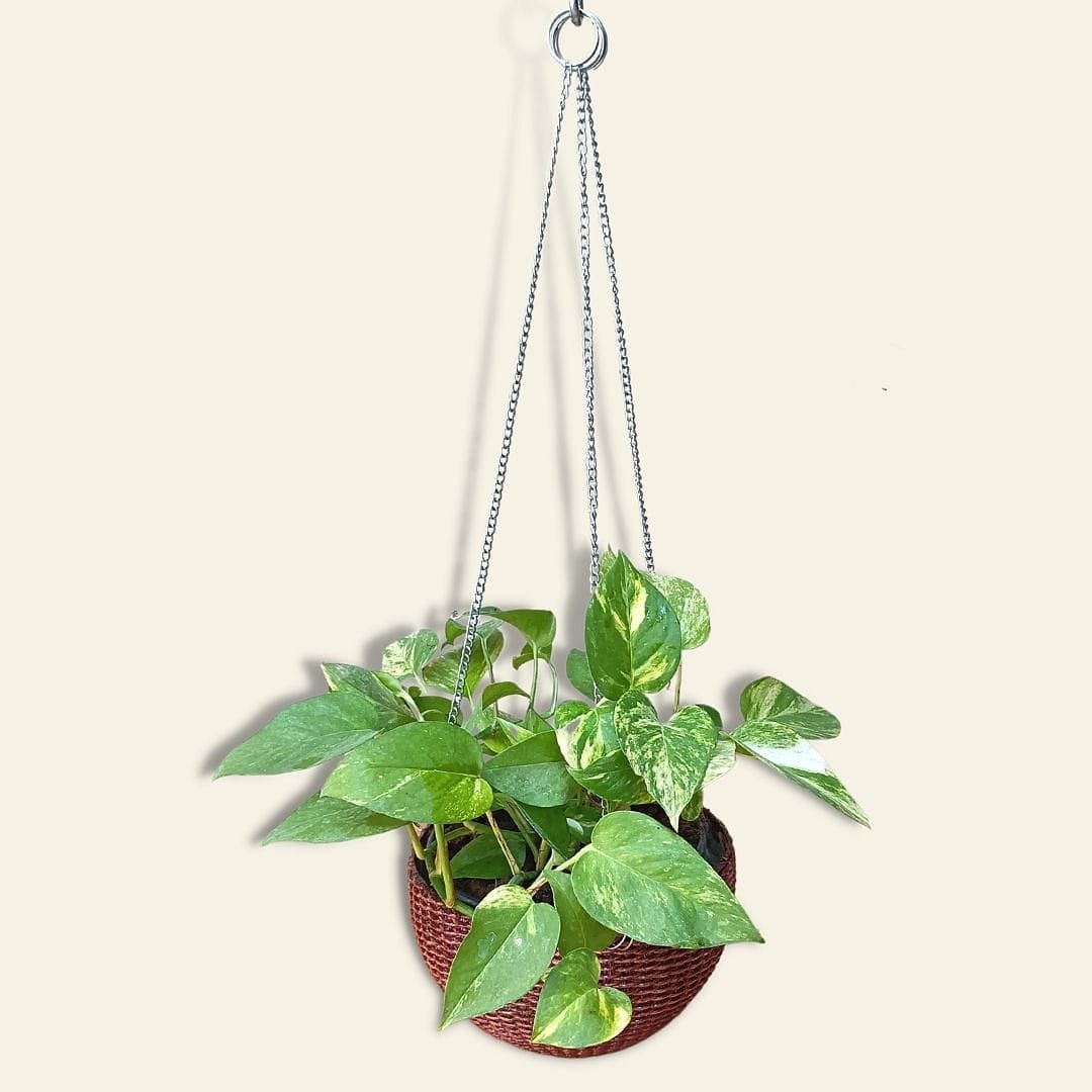 Fiber Hanging Woven Basket Planter - Wooden Finish - Premium Set 1/2/3