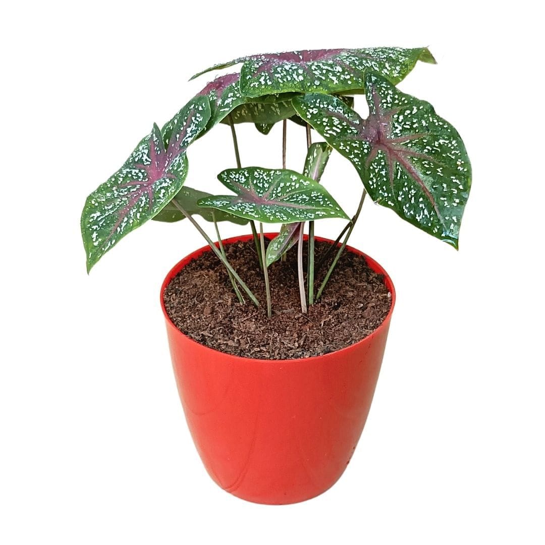 Caladium Bicolor Plant