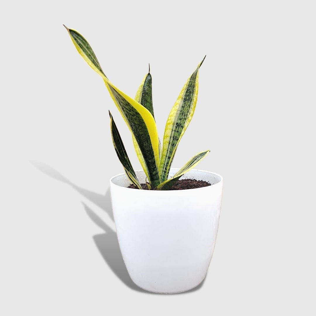 Sansevieria Laurentii Plant (Extra Large) in Premium Fiber Pot