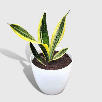 extra large snake plant Sansevieria Laurentii Plant (Extra Large) in Premium Fiber Pot – Leafy Island