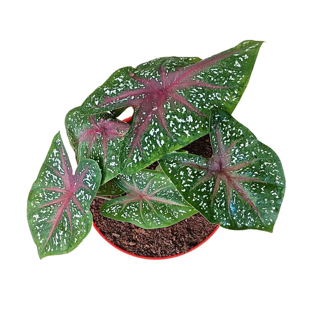 Caladium Bicolor Plant