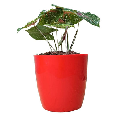 Caladium Bicolor Plant