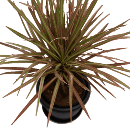 Dracaena Colorama - Leafy Island
