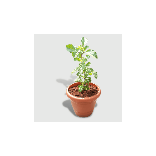 4-inch Black/ Brown  Garden/ Indoor Pot - Set of 10/20